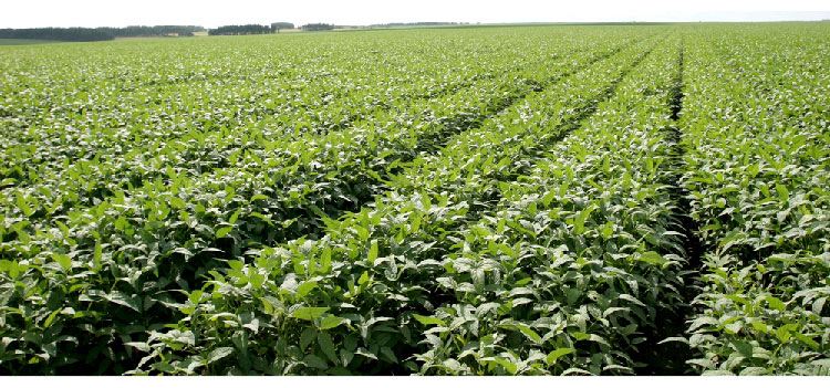 展會專題|新型智能"手臂"即將誕生 可自行判斷采摘 展會專題|新型智能"手臂"即將誕生 可自行判斷采摘