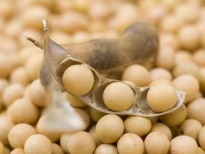 廣州深圳大豆進口清關(guān)服務(wù)大豆進口清關(guān)代理廣州公司