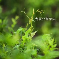 來鳳藤茶對身體的益處，真是不可多得